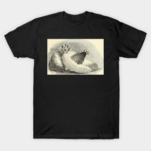 Sea Cucumbers at Play T-Shirt